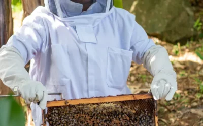 Commencement of Apiculture Project